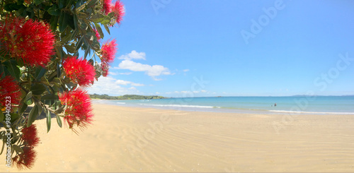 Panoramic view of  Pohutukawa red flowers blossom on December photo