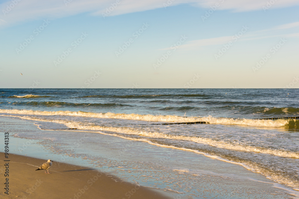 Möwen an der Ostsee, Insel Usedom Möwen an der Ostsee, Insel Usedom