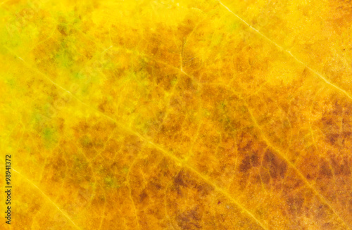 Nature macro of orange dry leaf texture