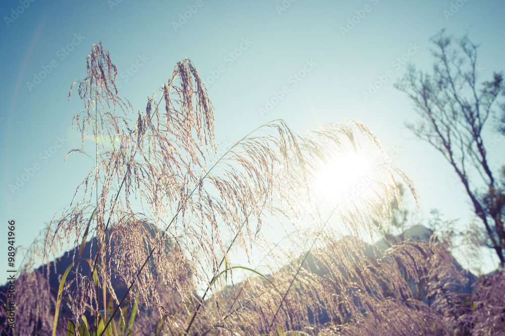 Obraz premium Forest in the Morning Light