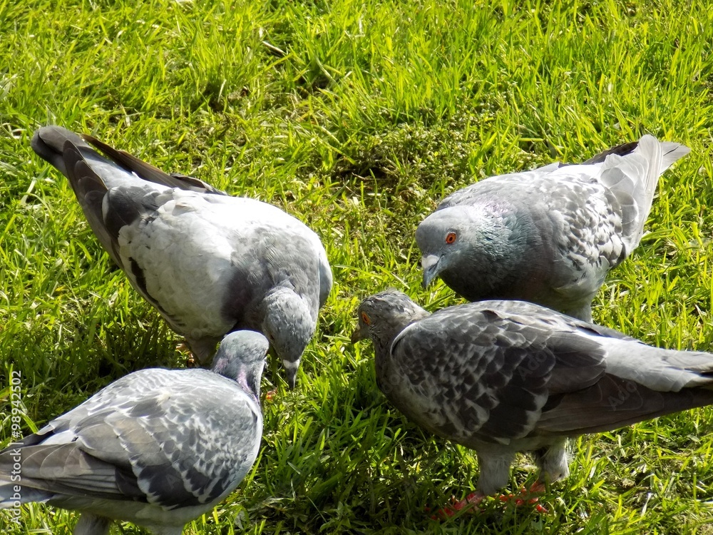 Fototapeta premium Pigeons on lawn