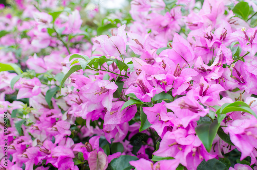 Selective focus of beautiful bougainvillea pink for background. Selective focus of beautiful bougainvillea pink for background.