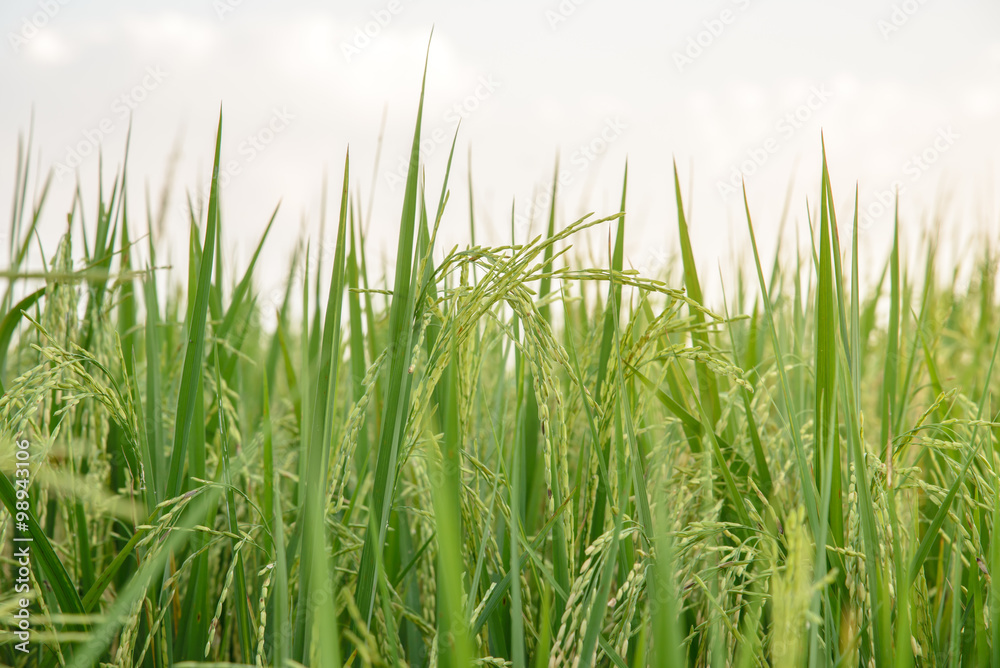 Rice field