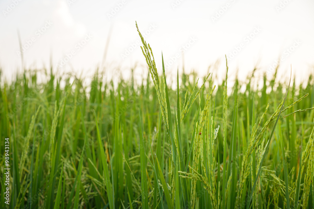 Rice field Rice field