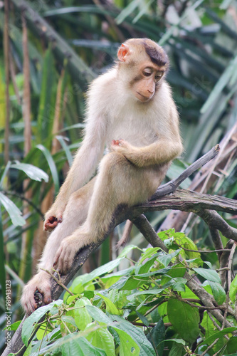 Wild monkey sitting © oqba