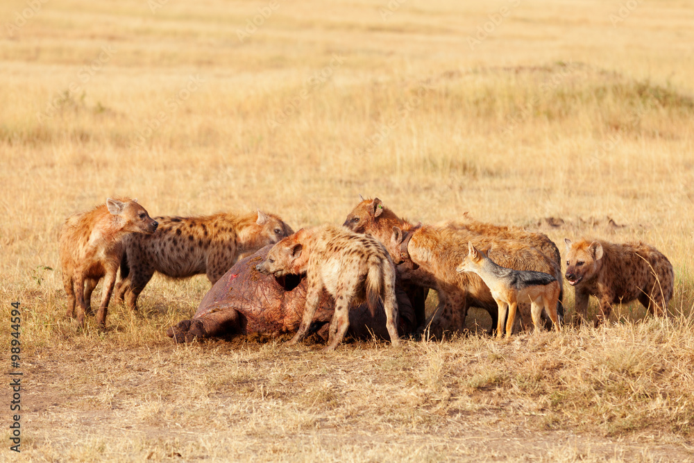 Fotografia do Stock: Hyenas eating prey, Masai Mara | Adobe Stock