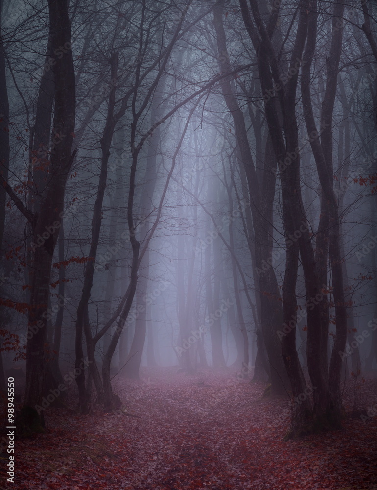 forest path forest path