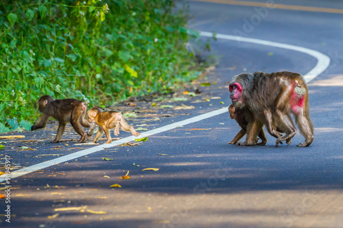 Group of Stump-tailed macaque(Macaca arctoides) crossing the road 