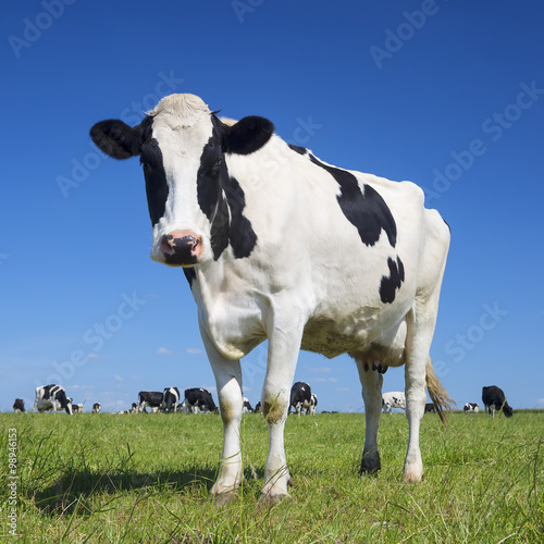 black and white cow with blue sky