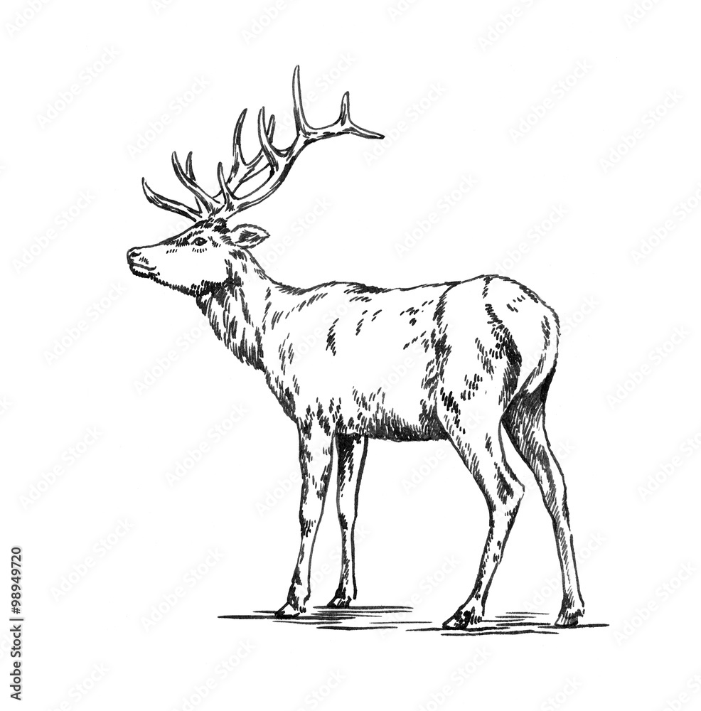 brush painting ink draw deer illustration brush painting ink draw deer illustration