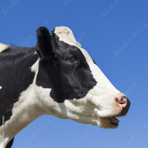 Head of black and white cow