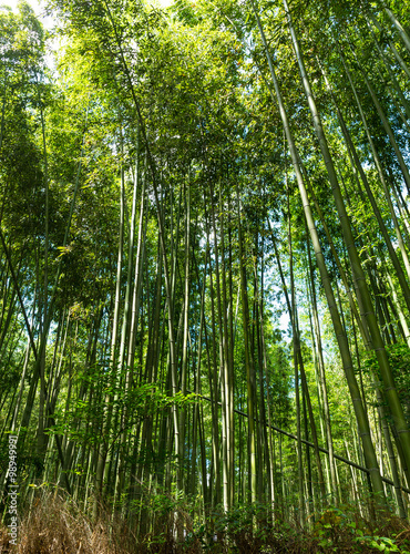 Bamboo forest at Arashiyama  Kyoto  Japan