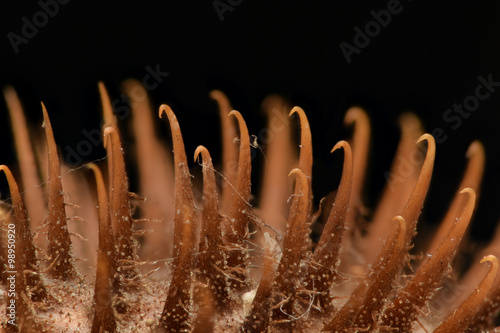 Extreme magnification - Thistle with sharp hooks photo