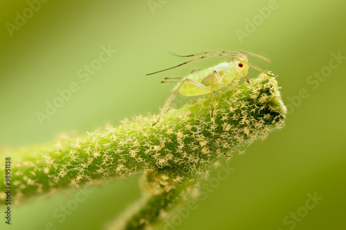 Extreme magnification - Green aphids on a plant photo
