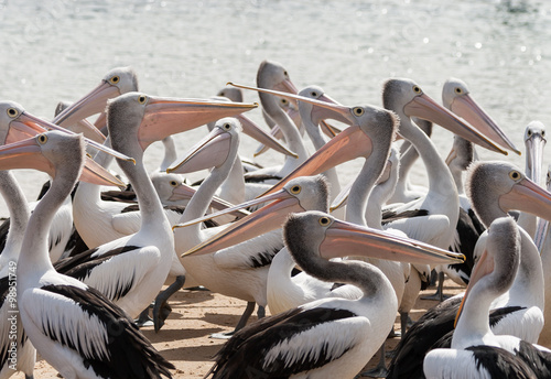 Pelicans in Victoria