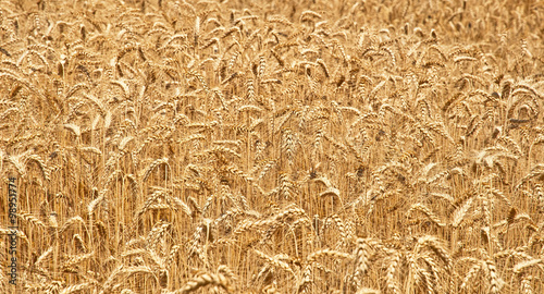 Wheat field 