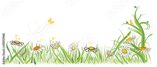 Colorful daisy field in spring time vector illustration