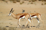 Springbok - skocznik antylopi - na Pustyni Kalahari