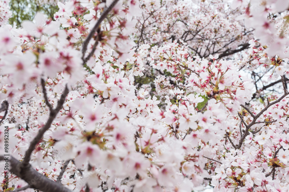 Obraz premium OSAKA IN JAPAN 