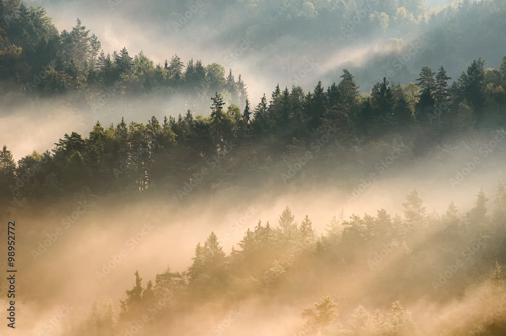 Fototapeta premium Sunrise at Bohemian Switzerland forest, Czech republic