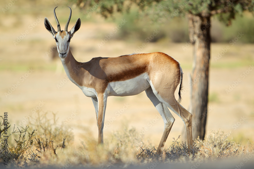 Springbok - skocznik antylopi - na Pustyni Kalahari - obrazy, fototapety, plakaty 