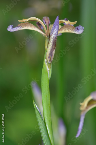 Fototapeta Naklejka Na Ścianę i Meble -  Stinking iris (Iris foetidissima) in flower. A plant in the family Iridaceae in flower in a British woodland
