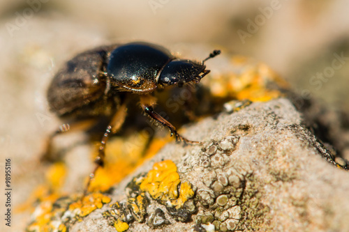 Aphodius contaminatus dung beetle. A common British and European dung beetle in the family Scarabaeidae  photographed on a lichen covered rock  