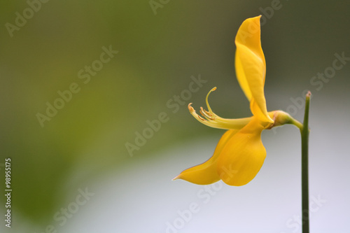 Broom (Cytisus scoparius) flower. A single yellow flower of this plant in the pea (Fabaceae) family
