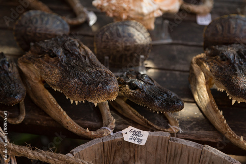 Dead Alligators For Sale © Stephen