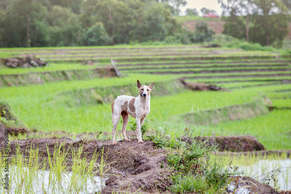 Fototapeta premium Dog at UNESCO Rice Terraces in Batad, Philippines