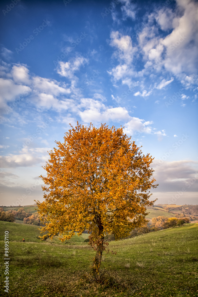 Fototapeta premium Lonely tree