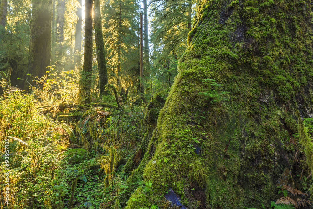 Fototapeta premium Hoh Rainforest, Olympic National Park, Washington state, USA