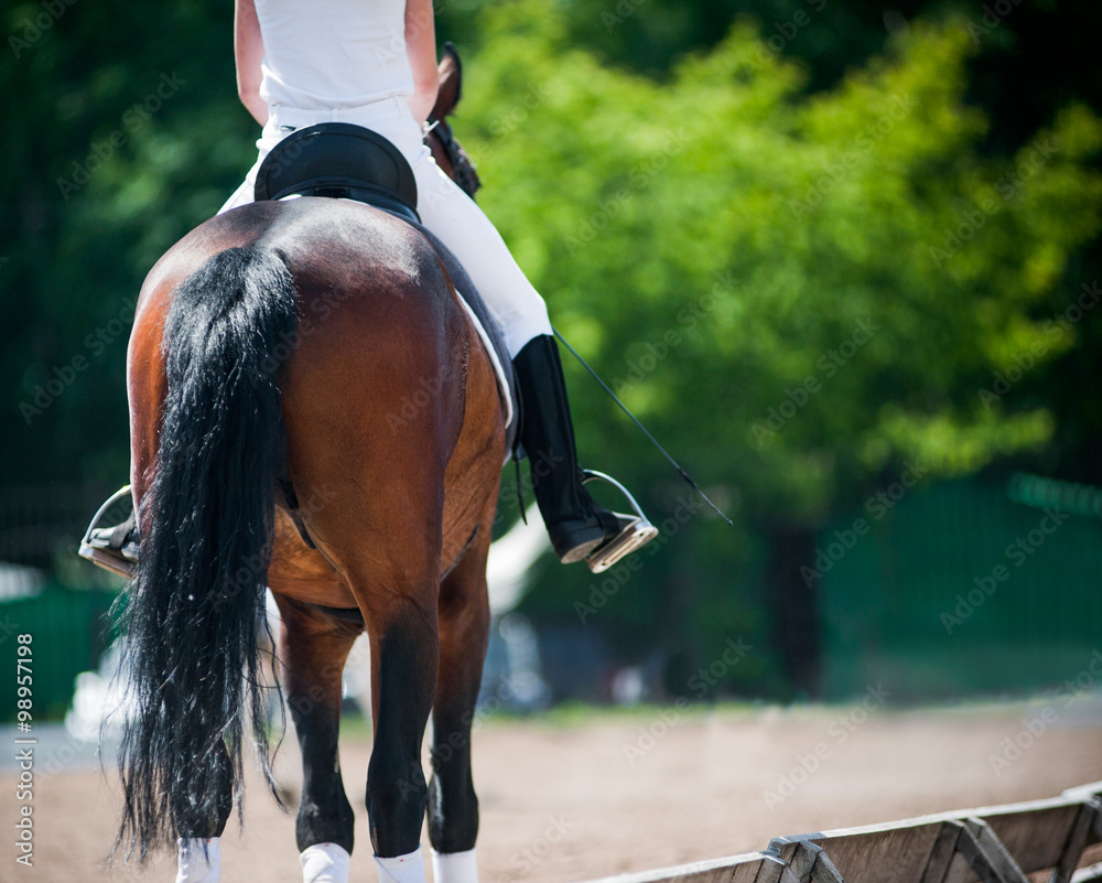 back view of rider on a horse