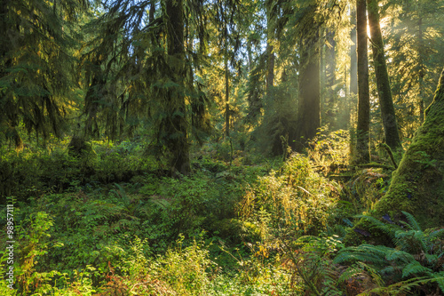 Fototapeta Naklejka Na Ścianę i Meble -  Hoh Rainforest, Olympic National Park, Washington state, USA