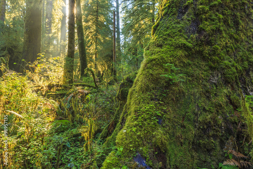 Hoh Rainforest  Olympic National Park  Washington state  USA