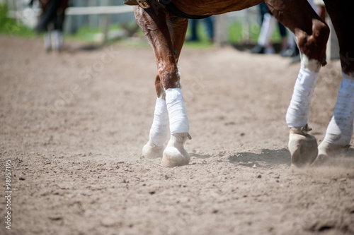 horse legs © Mari_art