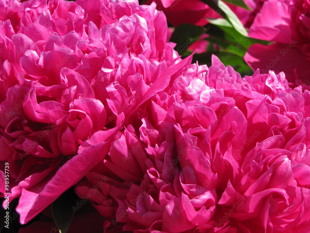 Blooming pink peony flowers 