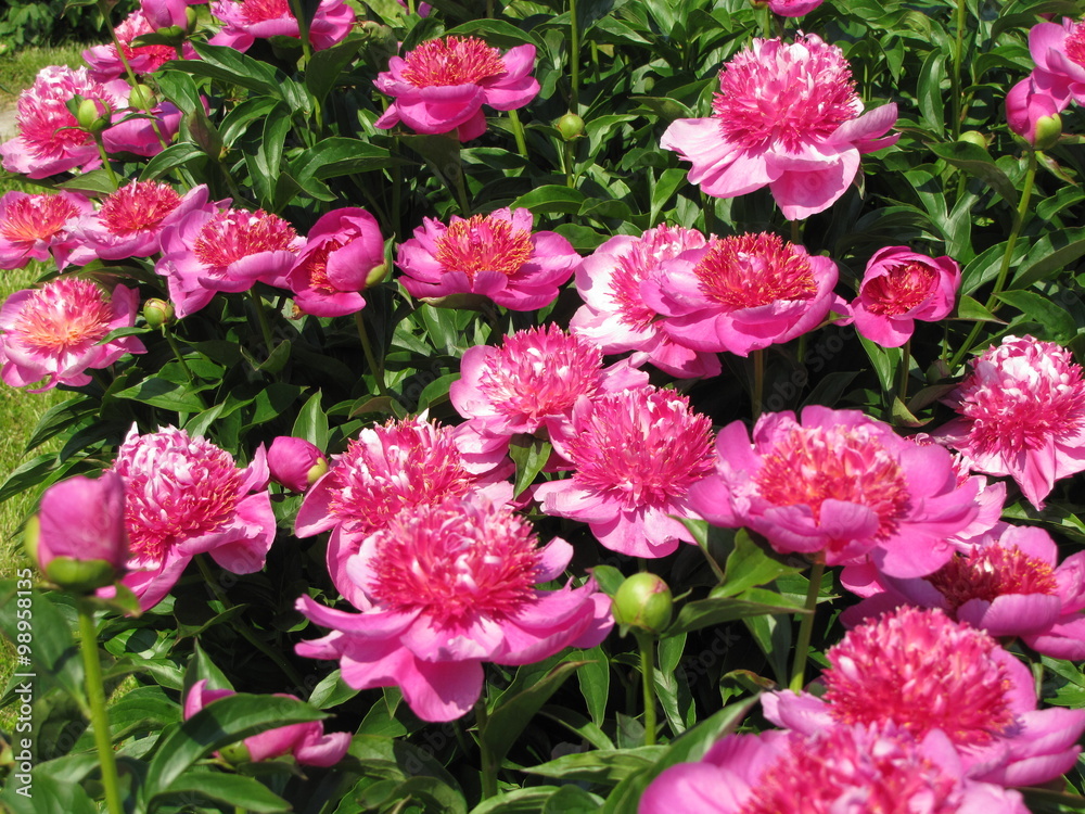 Many pink peony flowers in the garden Many pink peony flowers in the garden