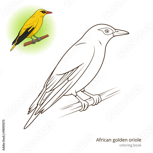 African Golden Oriole bird coloring book vector