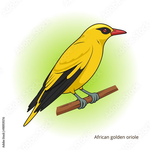 African Golden Oriole bird educational game vector