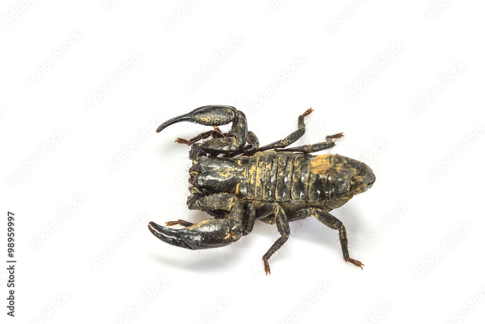 Scorpion ( Pandinus imperator) on white background Scorpion ( Pandinus imperator) on white background