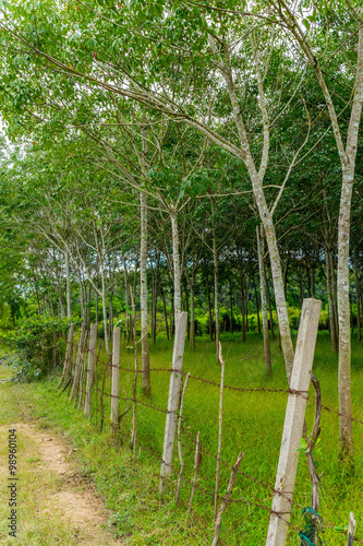 row of rubber tree in South of Thailand photo