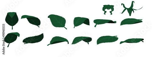 Leaf without stem,element for designer,For more element,please visit  my portfolio
