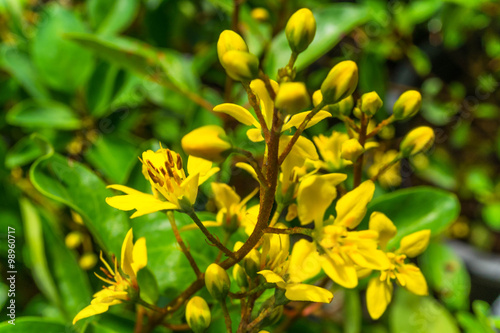 Galphimia glauca, Gold shower thryallis