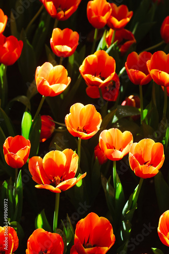 Red tulips shallow Depth of Field Focus on red tulips.