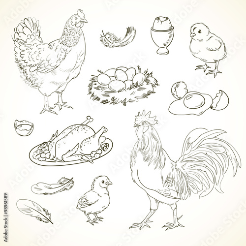 Freehand drawing chicken items on a sheet of exercise book. Vector illustration. Set. Black and white