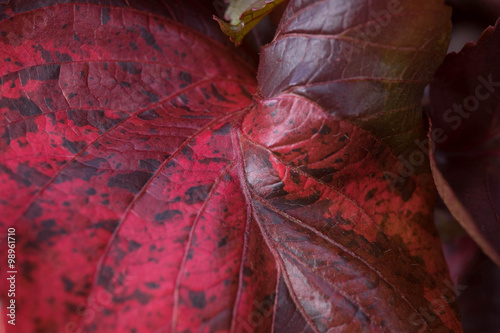 red leaf texture, background, pattern