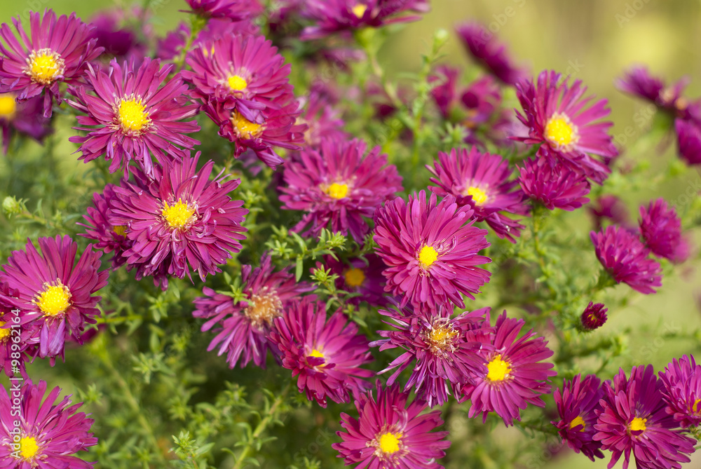 Aster perennial flowers Aster perennial flowers