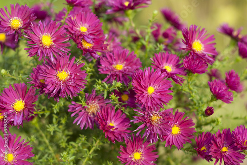 Aster perennial flowers