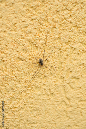 Spider opiliones on the yellow stucco wall